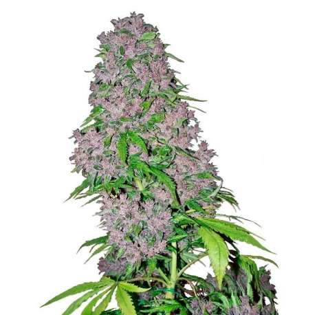 5 UND FEM - PURPLE BUD * SENSI WHITE LABEL 5 UND FEMINIZADAS