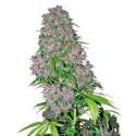 5 UND FEM - PURPLE BUD * SENSI WHITE LABEL 5 UND FEMINIZADAS