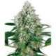 5 UND FEM - POWER PLANT AUTOMATIC * SENSI WHITE LABEL 5 UND FEMINIZADAS