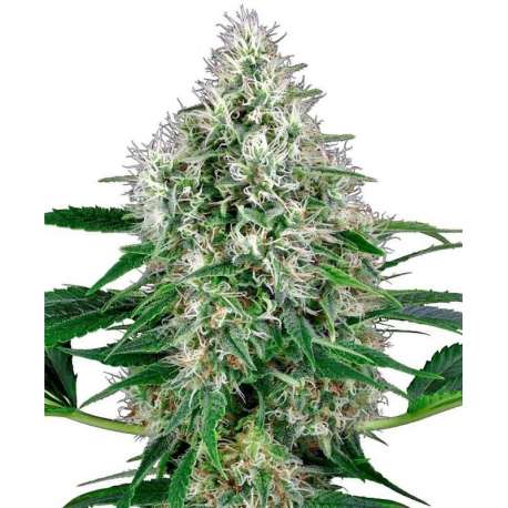 5 UND FEM - POWER PLANT AUTOMATIC * SENSI WHITE LABEL 5 UND FEMINIZADAS