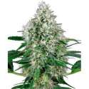 5 UND FEM - POWER PLANT AUTOMATIC * SENSI WHITE LABEL 5 UND FEMINIZADAS