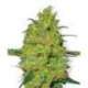10 UND FEM - MASTER KUSH * SENSI WHITE LABEL 10 UND FEMINIZADAS