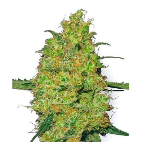 10 UND FEM - MASTER KUSH * SENSI WHITE LABEL 10 UND FEMINIZADAS