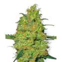 10 UND FEM - MASTER KUSH * SENSI WHITE LABEL 10 UND FEMINIZADAS