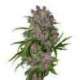 10 UND FEM - PURPLE BUD AUTOMATIC * SENSI WHITE LABEL 10 UND FEMINIZADAS
