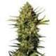 10 UND FEM - MASTER KUSH AUTOMATIC * SENSI WHITE LABEL 10 UND FEMINIZADAS