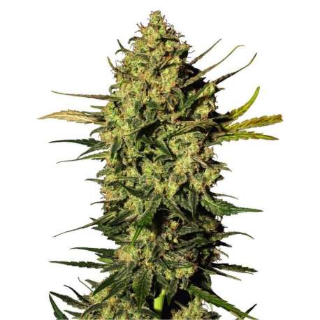 10 UND FEM - MASTER KUSH AUTOMATIC * SENSI WHITE LABEL 10 UND FEMINIZADAS
