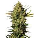 10 UND FEM - MASTER KUSH AUTOMATIC * SENSI WHITE LABEL 10 UND FEMINIZADAS