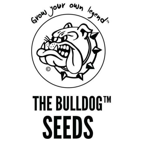 5 UND FEM - BLUE DREAM * THE BULLDOG SEEDS 5 UND FEM