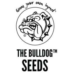 5 UND FEM - MATARO BLUE * THE BULLDOG SEEDS 5 UND FEM