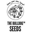 5 UND FEM - CARAMELICIOUS * THE BULLDOG SEEDS 5 UND FEM