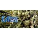 3 UND FEM - SUPER HAZE * THE DOCTOR SEEDS 3 UND FEMINIZADAS