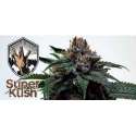 3 UND FEM - SUPER KUSH * THE DOCTOR SEEDS 3 UND FEMINIZADAS