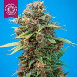 3 UND FEM - SMOOTH SMOKE * TROPICAL SEEDS 3 UND FEMINIZADAS