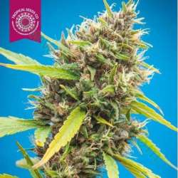 3 UND FEM - DURBAKISTAN * TROPICAL SEEDS 3 UND FEMINIZADAS