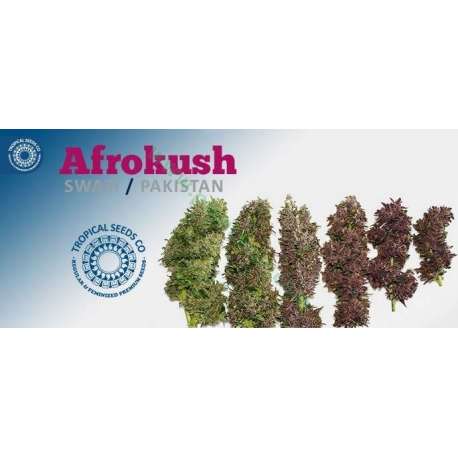 3 UND FEM - AFROKUSH * TROPICAL SEEDS 3 UND FEMINIZADAS