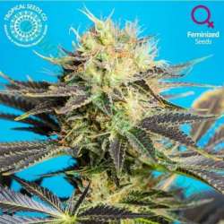 3 UND FEM - DANDY DANCE CBD * TROPICAL SEEDS 3 UND FEMINIZADAS