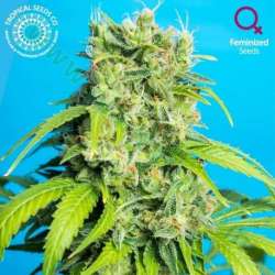 3 UND FEM - HEAVEN'S GATE CBD * TROPICAL SEEDS 3 UND FEMINIZADAS