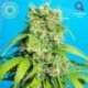 5 UND FEM - HEAVEN'S GATE CBD * TROPICAL SEEDS 5 UND FEMINIZADAS