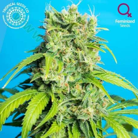 5 UND FEM - HEAVEN'S GATE CBD * TROPICAL SEEDS 5 UND FEMINIZADAS