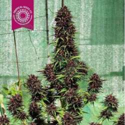 5 UND REG - SMOOTH SMOKE * TROPICAL SEEDS 5 UND REGULARES