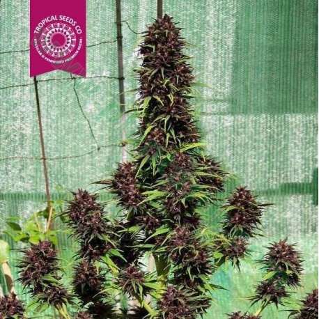 5 UND REG - SMOOTH SMOKE * TROPICAL SEEDS 5 UND REGULARES