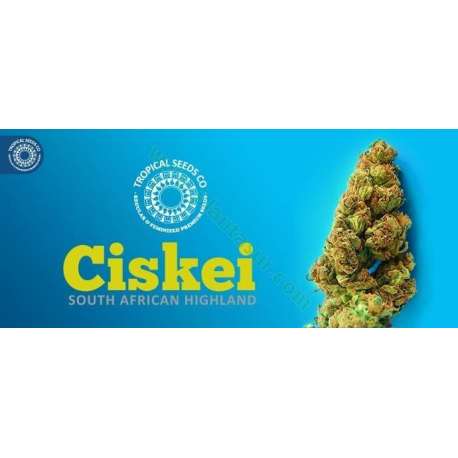 5 UND REG - CISKEI * TROPICAL SEEDS 5 UND REGULARES