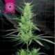 5 UND REG - ZAMBIAN * TROPICAL SEEDS 5 UND REGULAR