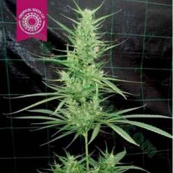 5 UND REG - ZAMBIAN * TROPICAL SEEDS 5 UND REGULAR