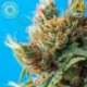 5 UND REG - DURBAN PUNCH * TROPICAL SEEDS 5 UND REGULAR