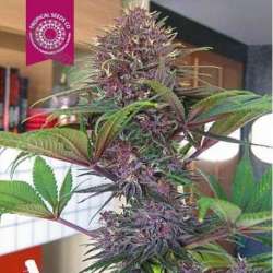 10 UND FEM - BISHO PURPLE * TROPICAL SEEDS 10 UND FEMINIZADAS