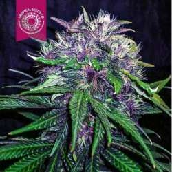 10 UND FEM - RED AFRO * TROPICAL SEEDS 10 UND FEMINIZADAS