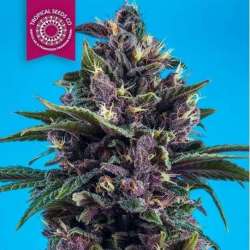 10 UND REG - KUSHMATIC AUTO * TROPICAL SEEDS 10 UND REGULARES