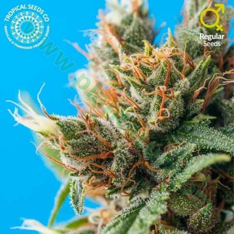 10 UND REG - DURBAN PUNCH * TROPICAL SEEDS 10 UND REGULARES