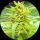 5 UND REG - GOLDEN CANNARY * TOP TAO SEEDS 5 UND REGULARES