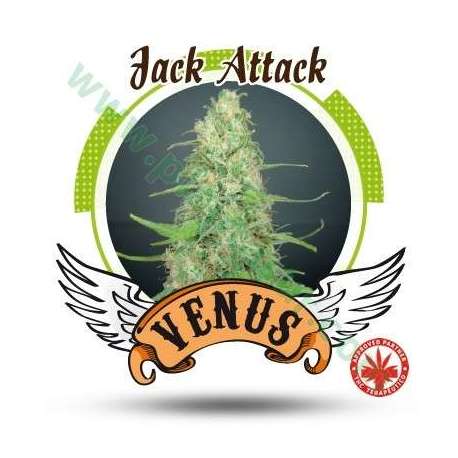 10 UND FEM - JACK ATTACK * VENUS GENETIC 10 UND FEMINIZADAS