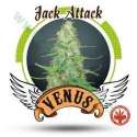 10 UND FEM - JACK ATTACK * VENUS GENETIC 10 UND FEMINIZADAS