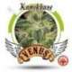 10 UND FEM - KAMIKHAZE * VENUS GENETIC 10 UND FEMINIZADAS