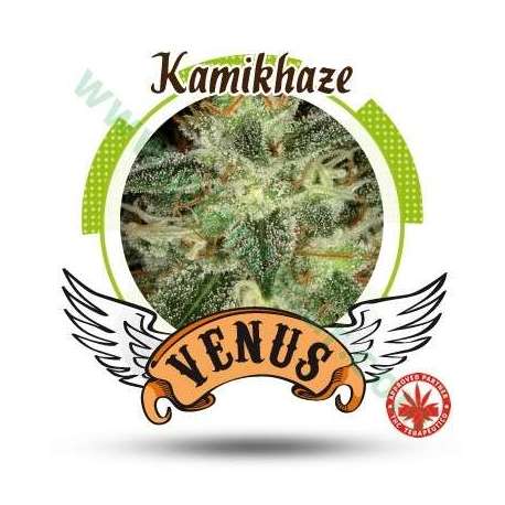 10 UND FEM - KAMIKHAZE * VENUS GENETIC 10 UND FEMINIZADAS