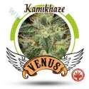 10 UND FEM - KAMIKHAZE * VENUS GENETIC 10 UND FEMINIZADAS