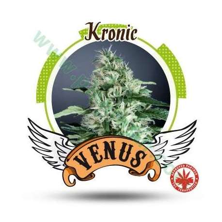 10 UND FEM - KRONIC * VENUS GENETIC 10 UND FEMINIZADAS