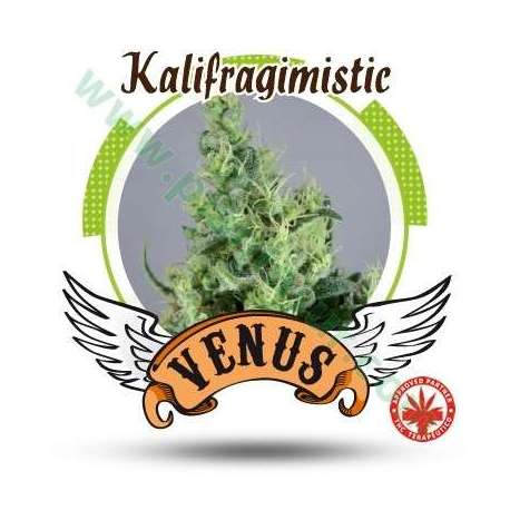 10 UND FEM - KALIFRAGIMISTIC * VENUS GENETIC 10 UND FEMINIZADAS