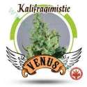 10 UND FEM - KALIFRAGIMISTIC * VENUS GENETIC 10 UND FEMINIZADAS