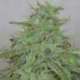 5 UND FEM - CANDY FRUIT AUTO * V ELEMENTUM 5 UND FEMINIZADAS
