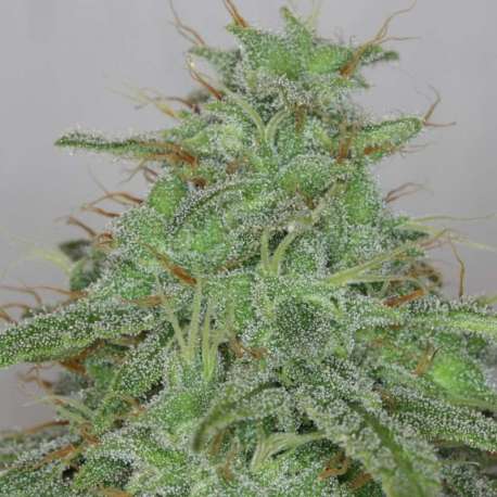 5 UND FEM - CANDY FRUIT AUTO * V ELEMENTUM 5 UND FEMINIZADAS