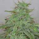5 UND FEM - CANDY FRUIT AUTO * V ELEMENTUM 5 UND FEMINIZADAS