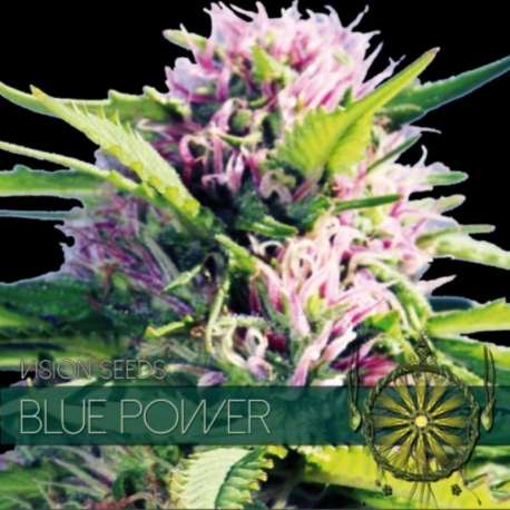 3 UND FEM - BLUE POWER * VISION SEEDS 3 UND FEMINIZADAS