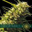 3 UND FEM - CRITICAL IMPACT * VISION SEEDS 3 UND FEMINIZADAS