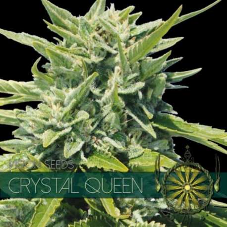 3 UND FEM - CRYSTAL QUEEN * VISION SEEDS 3 UND FEMINIZADAS