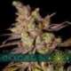 3 UND FEM - CHOCO BUD * VISION SEEDS 3 UND FEMINIZADAS